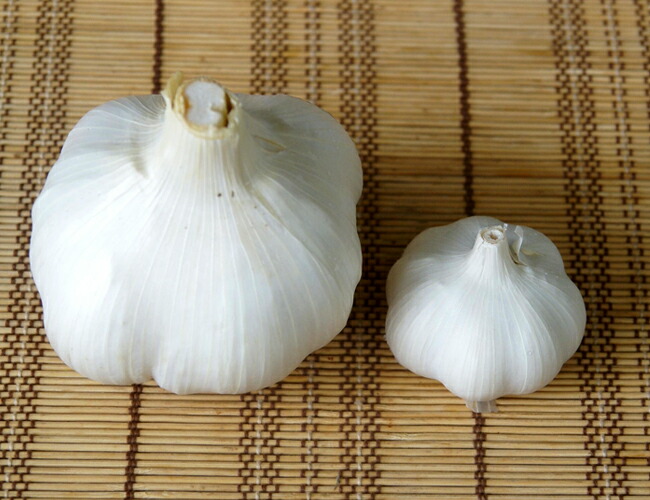 にんにく ジャンボにんにく 苗 販売 苗木部 By 花ひろばオンライン