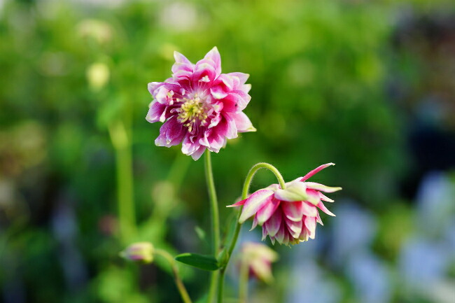 アクイレギア（セイヨウヤエオダマキ） ノラバロー