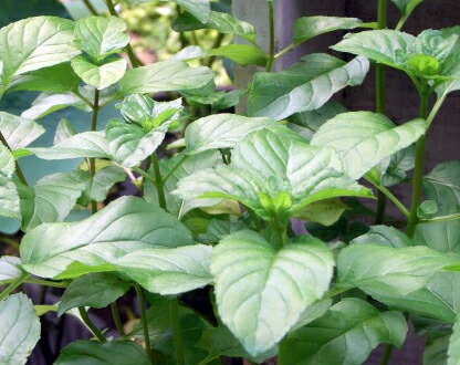 ミント オレンジミント 2