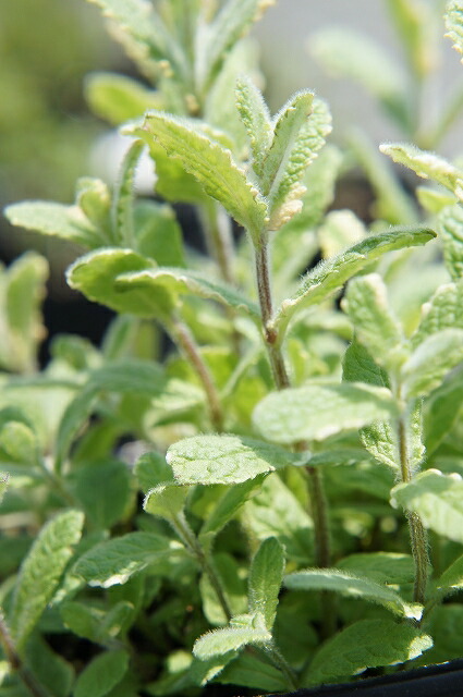 ミント パイナップルミント 2