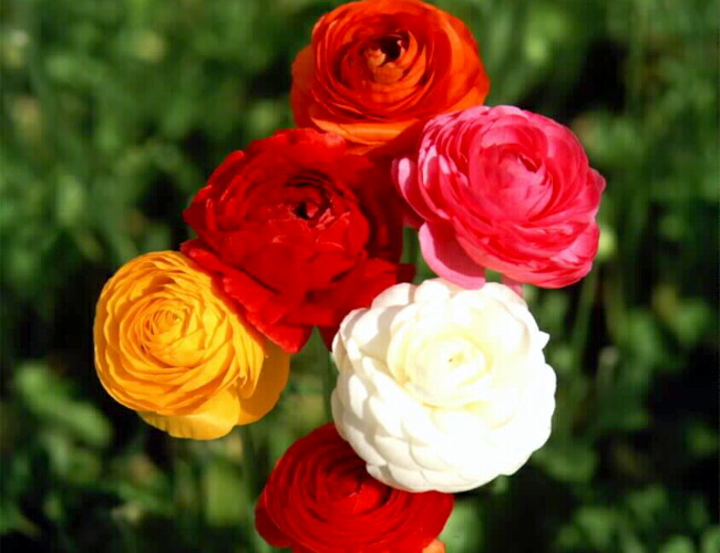  ラナンキュラスの花。混合ミックス 