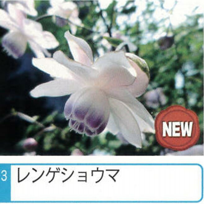 レンゲショウマ  