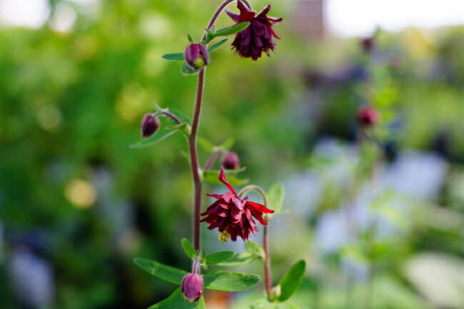 アクイレギア 【ルビーポート】