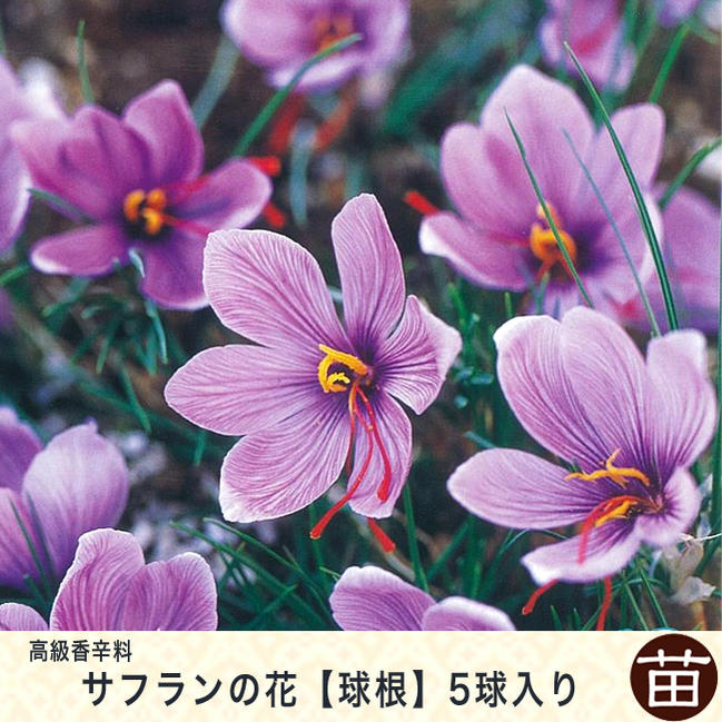 サフラン