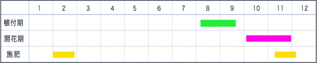 サフランの栽培カレンダー