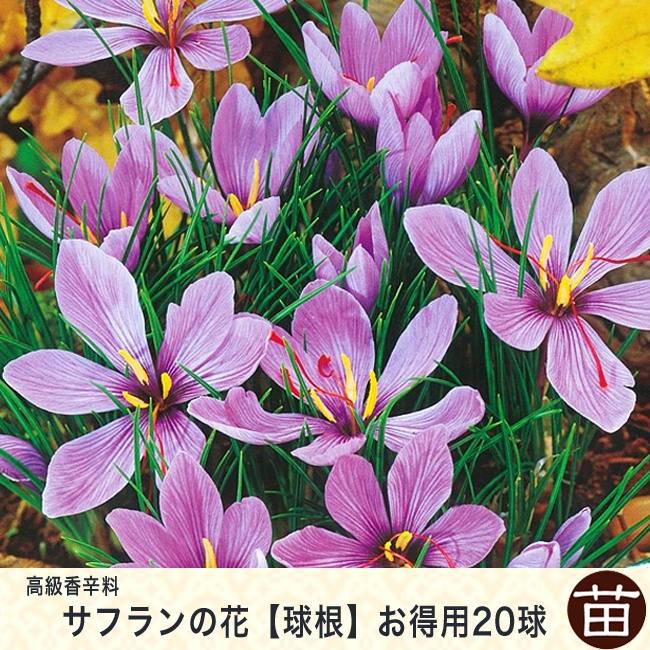 サフラン