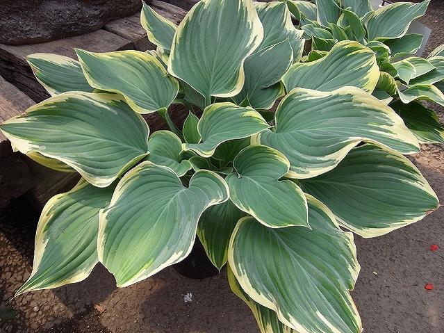 ホスタ 寒河江 3