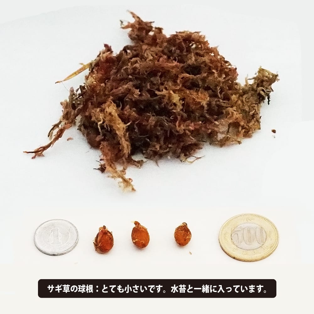 サギソウ 青葉 1