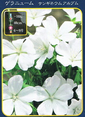   ゲラニウム 【サンギネウスアルブム】 3号ポット苗