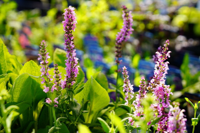 サルビア ローゼンワイン 