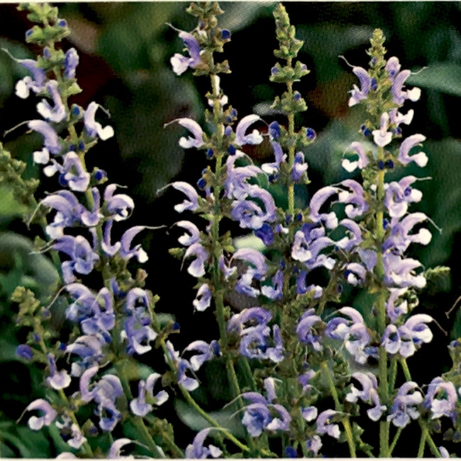 サルビア スカイダンス の花