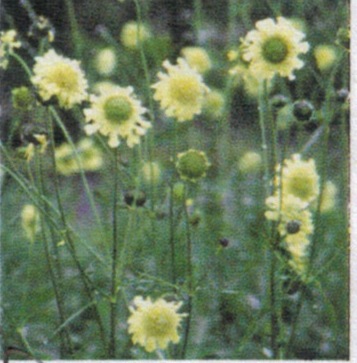 セファラリア ギガンティア