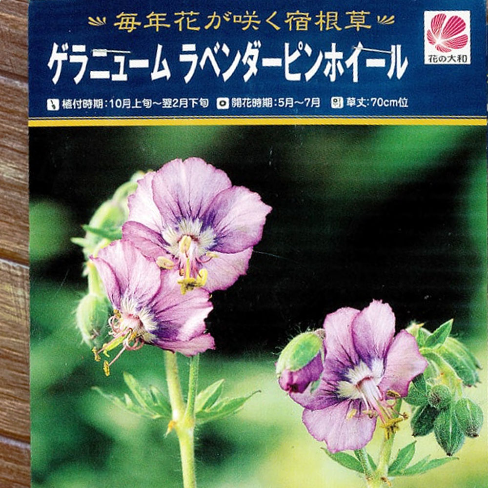 ゲラニウム ラベンダーピンホイール 