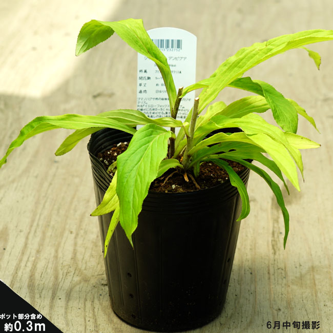 ジギタリス アンビグア 1