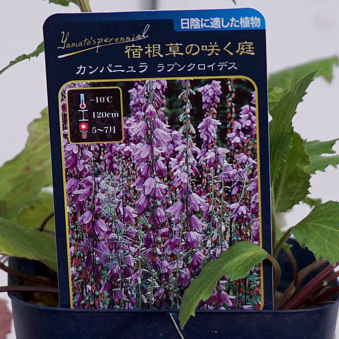 カンパニュラ ラプンクロイデスのラベル 