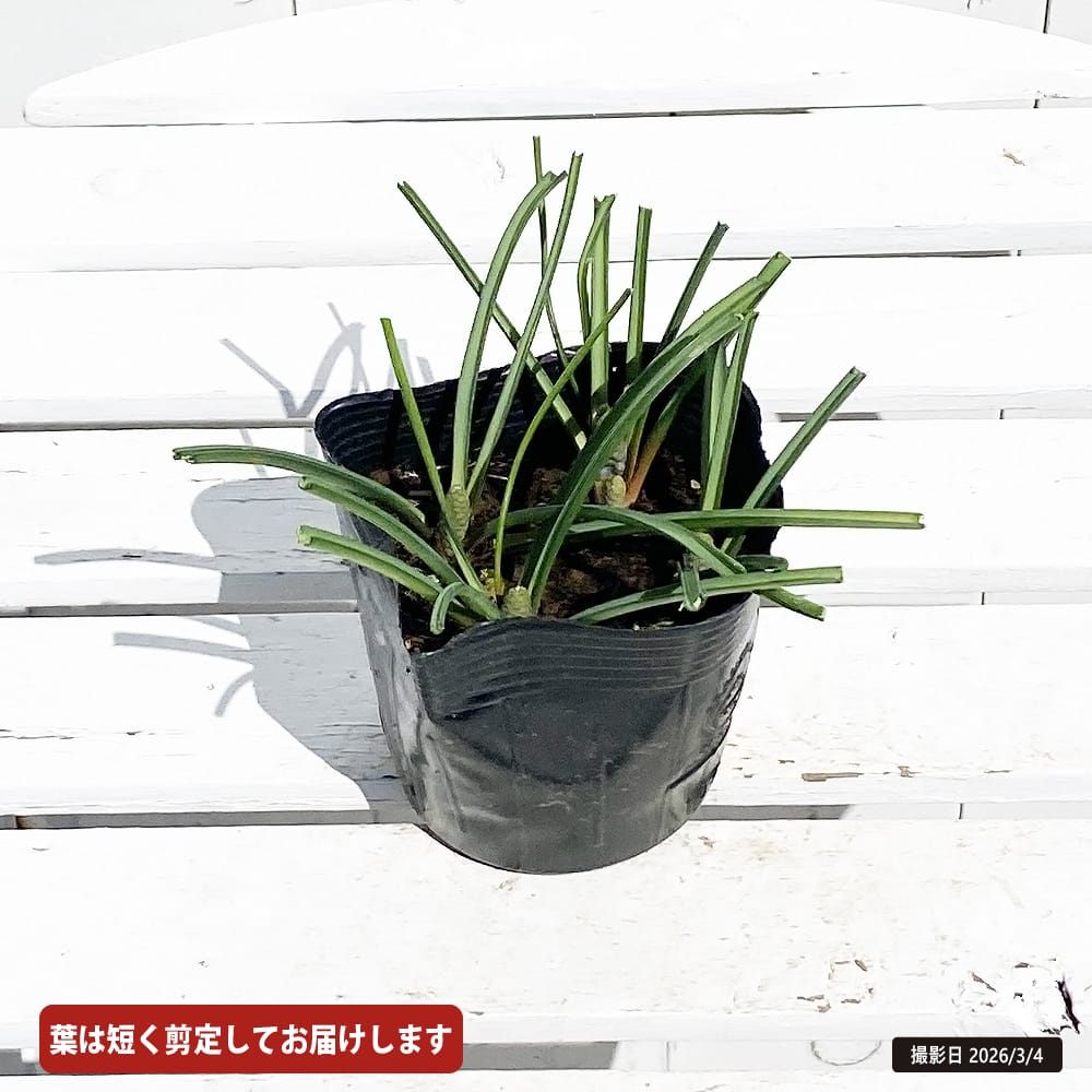 ムスカリ アルメニアカム 1