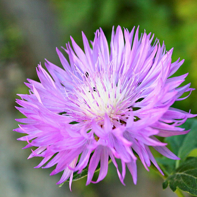 セントーレア プルケリマ 2