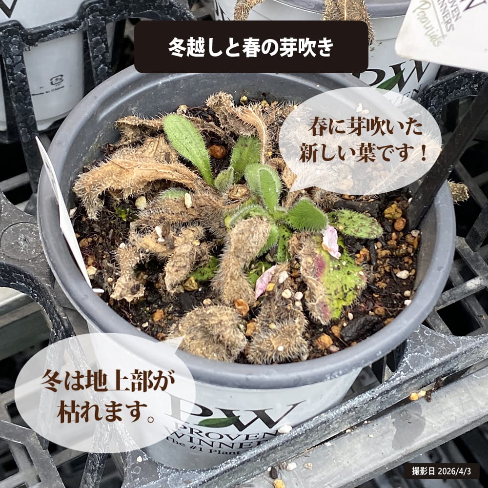 ルドベキア チェリーブランデー 1