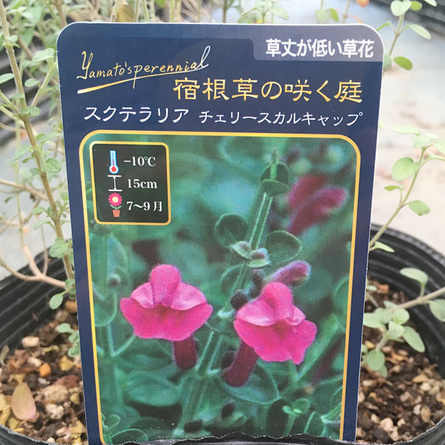 スクテラリア チェリースカルキャップ 