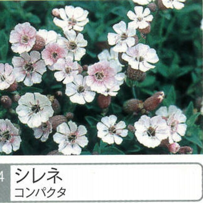 シレネ　コンパクタ