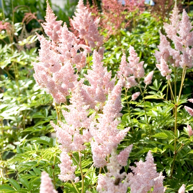 アスチルベ 【シスターテレサ】