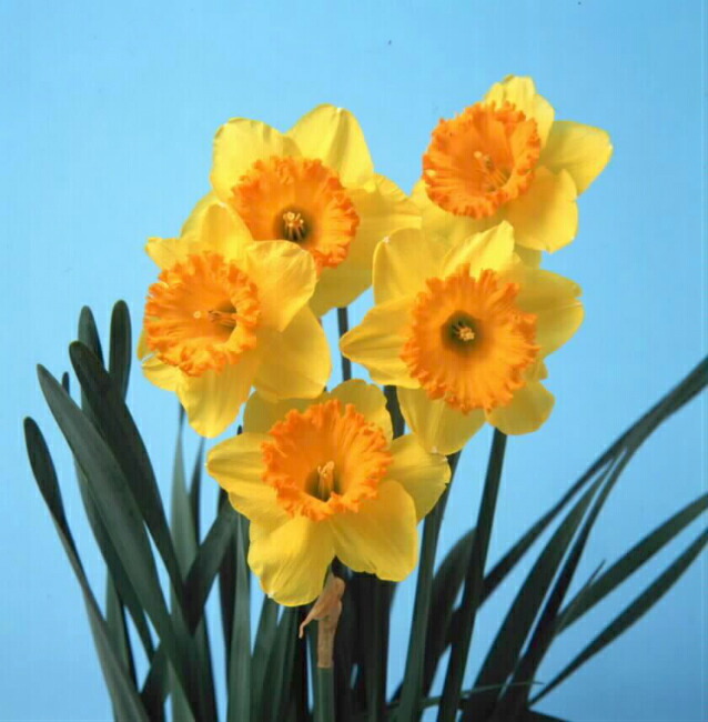 水仙 【カップ咲き 黄花】 球根 