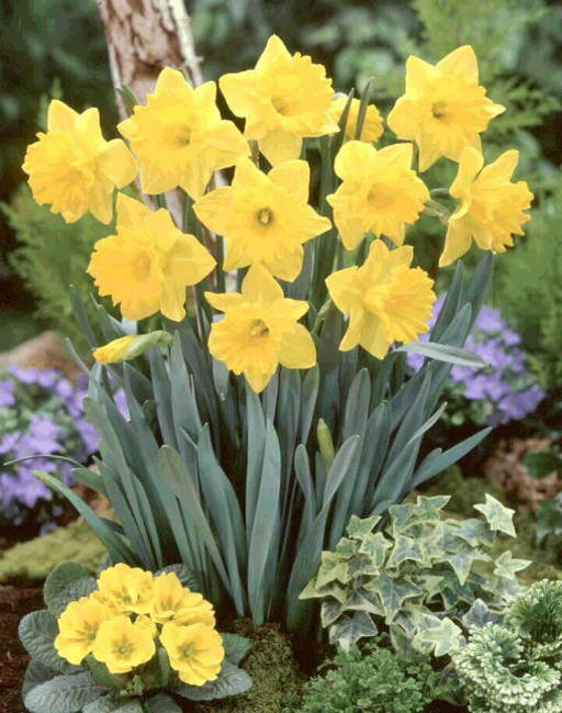 スイセン ラッパ咲き 黄花品種 