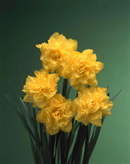 スイセン 八重咲き 黄花品種