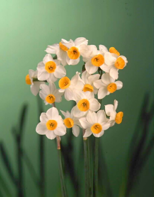 スイセン 日本寒咲き 苗 販売 苗木部 By 花ひろばオンライン