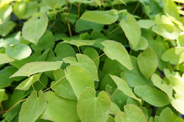 エピメディウム スルファレウム 1