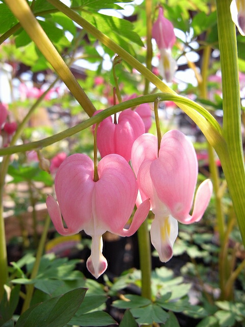 ディセントラ スペクタビリス 