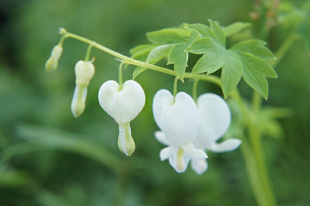 ディセントラ スペクタビリスアルバ 1