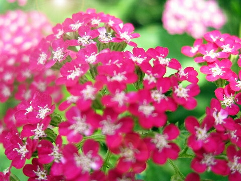 アキレア ヤロウ レッド 1