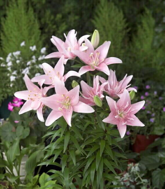 【エロディ】 すかしゆり