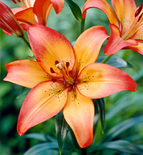  【ロイヤルサンセット】 すかしゆり 