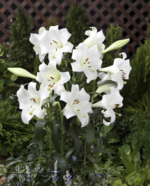 ホワイトトライアンファーター　 巨大輪 鉄砲百合