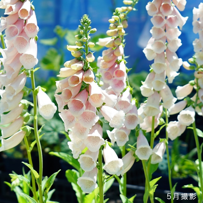 ジギタリス 【アプリコット】