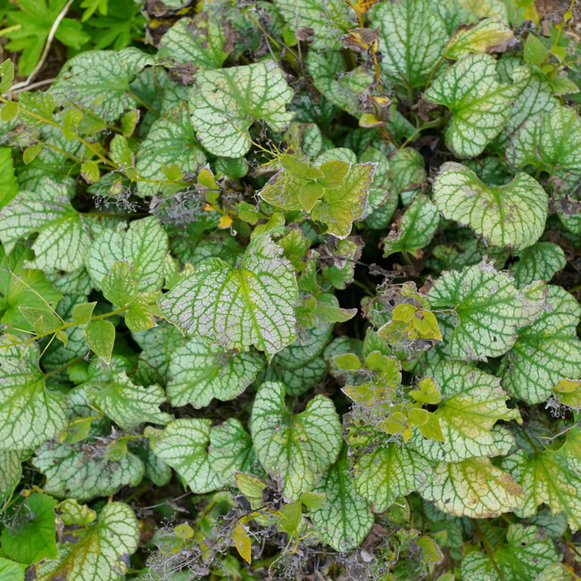 ブルンネラ マクロフィラ ジャックフロスト 1