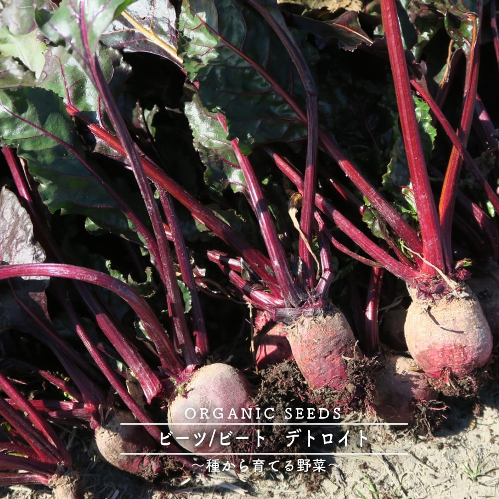 ビーツ/ビート(デトロイト)