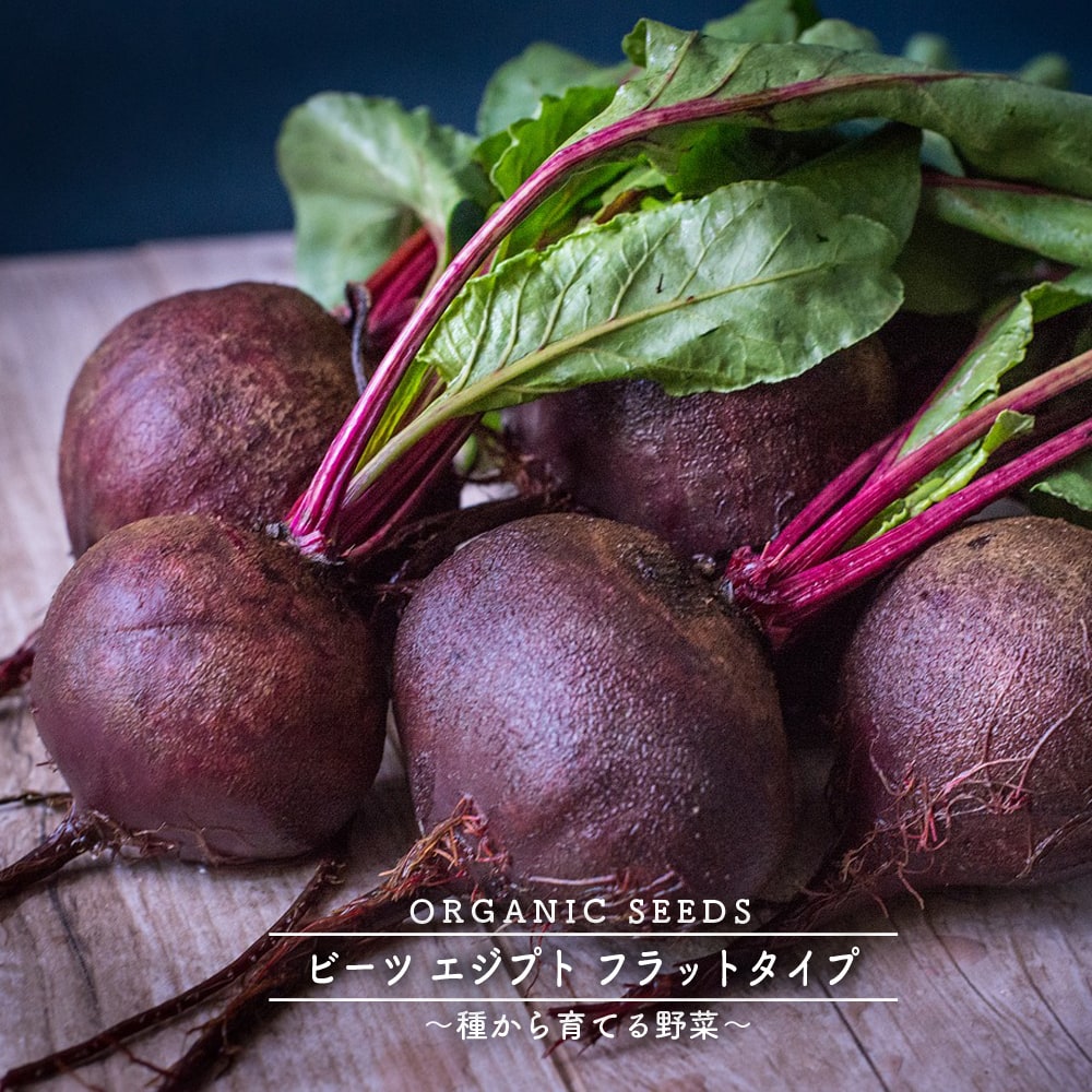 ビーツ　(エジプト フラットタイプ )