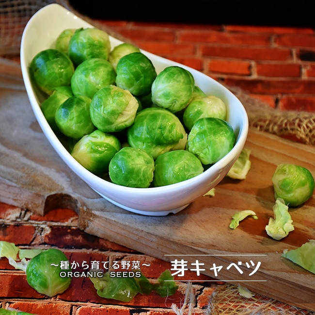 種　芽キャベツ