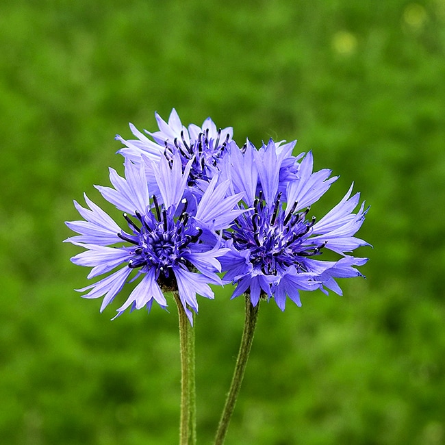コーンフラワー 矢車菊 青色 苗 販売 苗木部 By 花ひろばオンライン