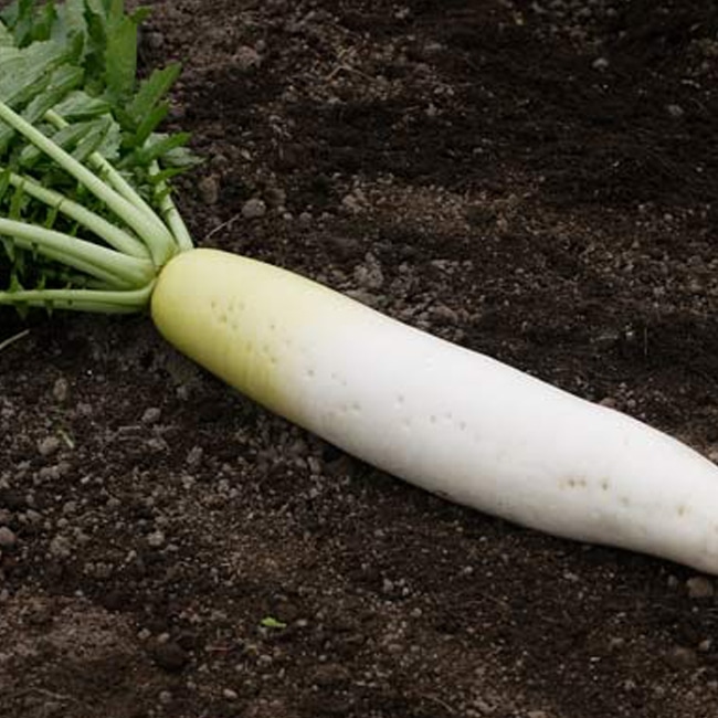 大根 青首宮重大根 苗 販売 苗木部 By 花ひろばオンライン