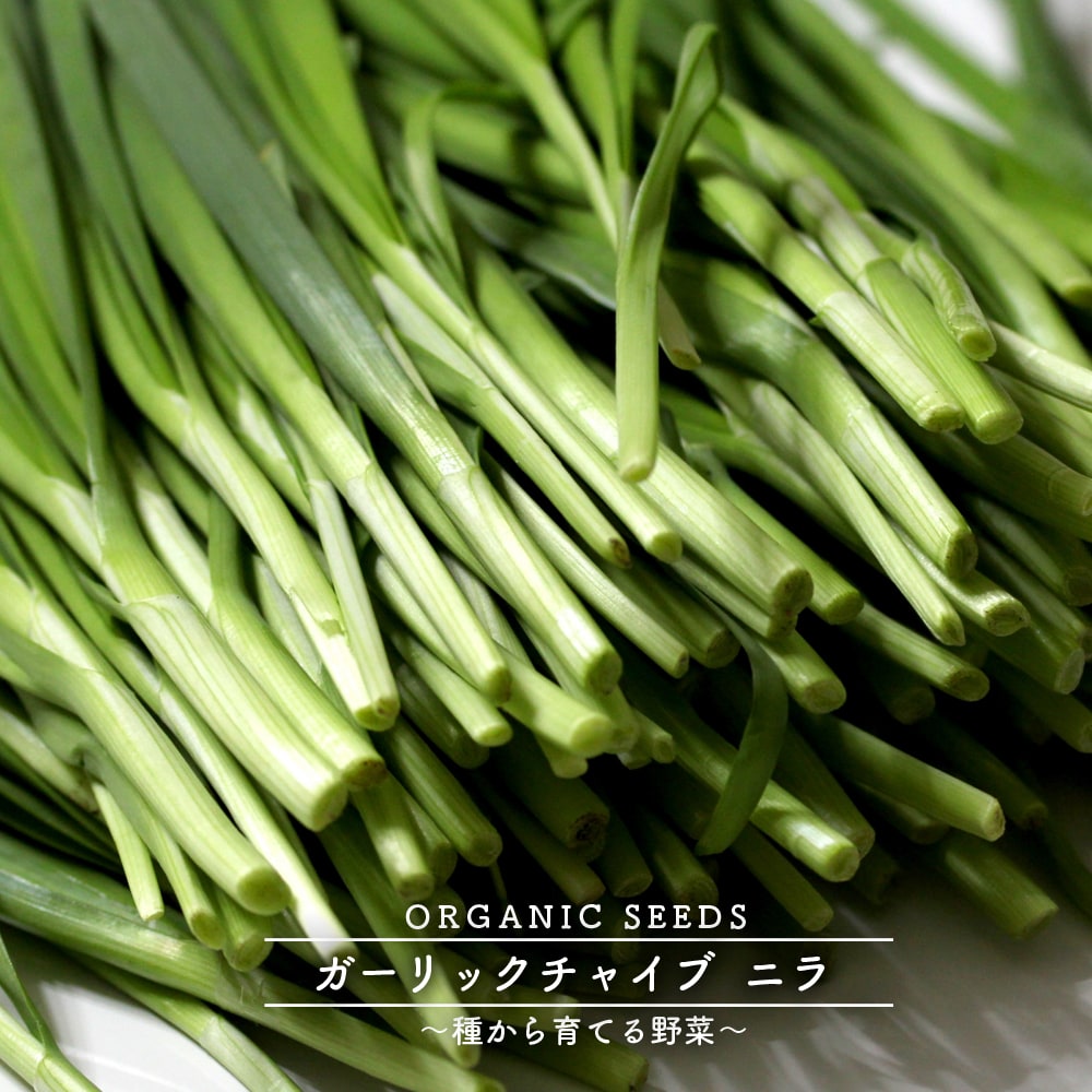 ガーリックチャイブ/ニラ
