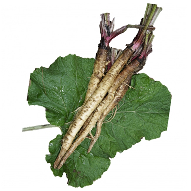 種 ( タネ )｜滝野川ごぼう (ゴボウ)