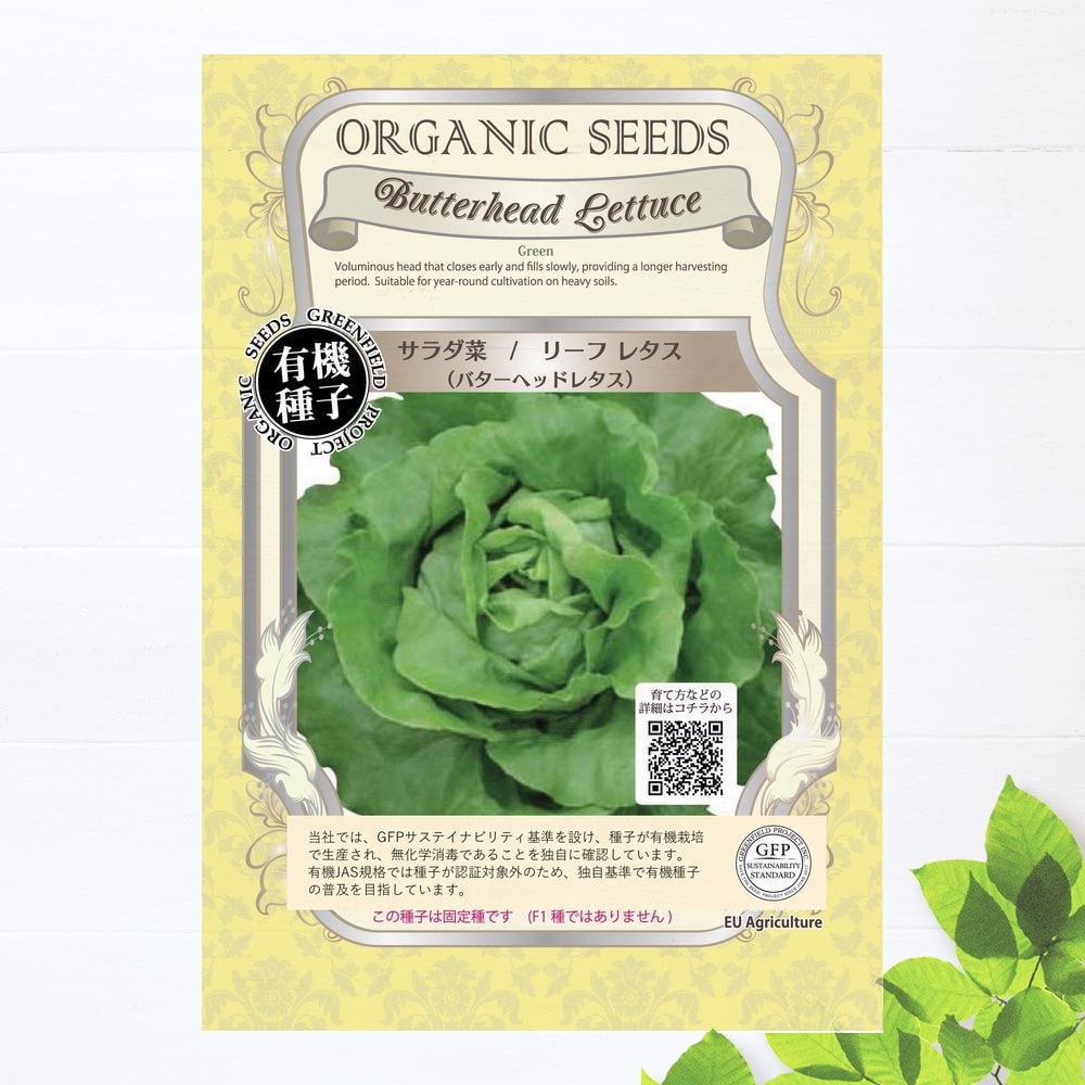 種　サラダ菜/リーフレタス(バターヘッドレタス)