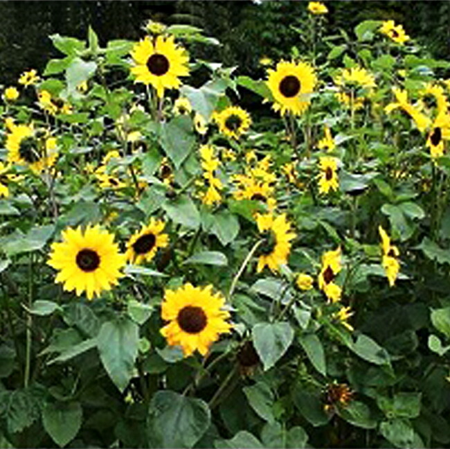 ひまわり 中輪 黄 苗 販売 苗木部 By 花ひろばオンライン