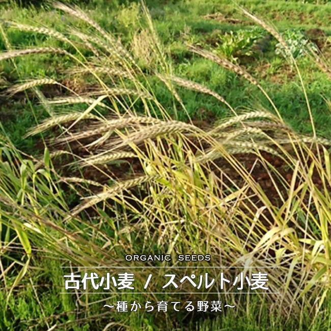 古代小麦/スペルト小麦