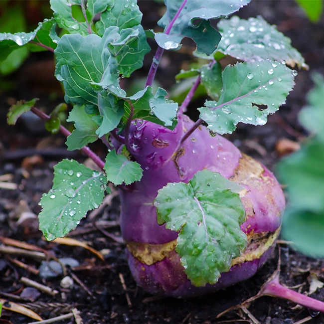 コールラビ アスルスター 3