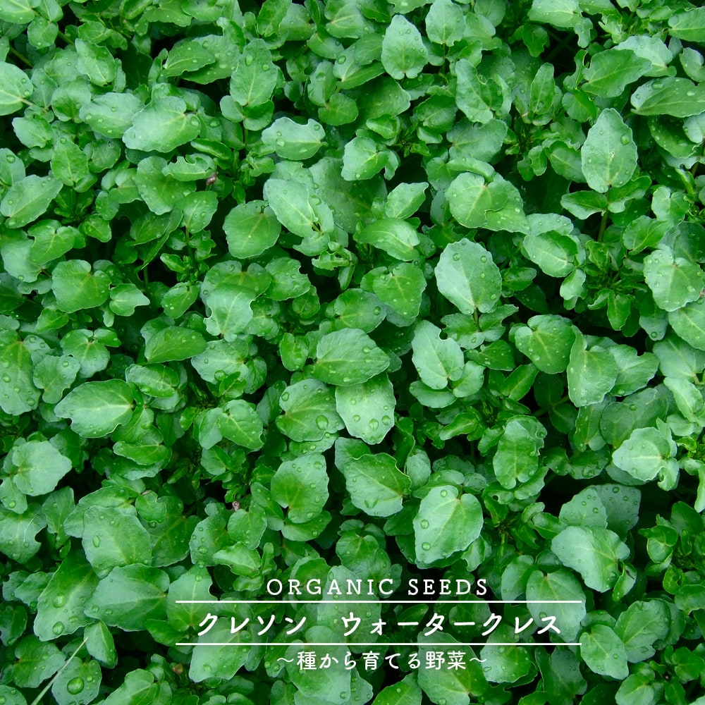 種 ( タネ )｜クレソン (ウォータークレス)